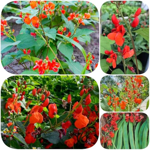 Semillas de judía escarlata - jardineros Semillas de frijol escarlata - resistentes sostenibles jardín exótico frijol del jardín 100pcs