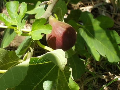 Direct Plants 3ft Tall Patio Ficus Little Mis Figgy Fig Tree Fruit Plant Supplied in a 3 Litre Pot