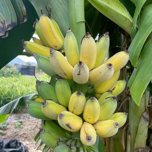300 piezas semillas banano semillas de plátano, exóticas fresca, de balcón jardin para hombres resistentes al exterior,