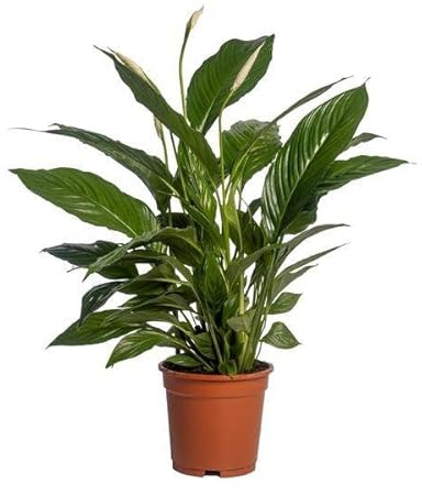 Einblatt Spathiphyllum Vivaldi – Ø17cm – 70cm – Pflegeleichte Friedenslilie mit weißen Blüten – Luftreinigende Zimmerpflanze für Wohnzimmer, Schlafzimmer & Büro