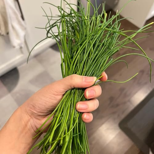 semillas de cebollino, cocina de jardín de cebollino perenne, tradicionales de orgánicas, 300pcs