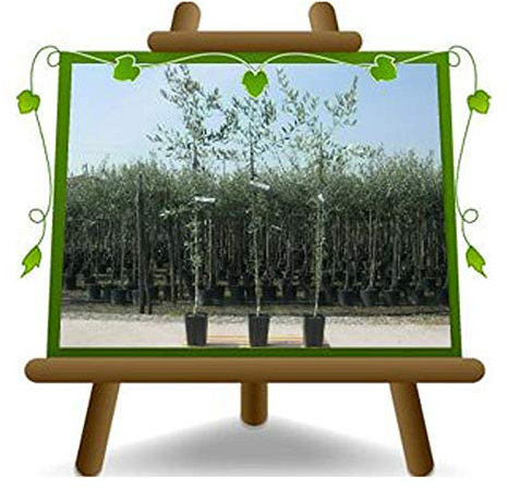 Olivier arbre olives Pendolino - Plante fruitière arbre max 160 cm - 3 ans