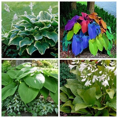 Hosta Bulbo Crecimiento RáPido, Exterior, FáCil De Cultivar, Resistente Al FríO. Bulbo Di Hosta Rizoma De Hosta,Hosta Pianta,Hosta Rizoma,Rizoma Hosta-15bulbos-C