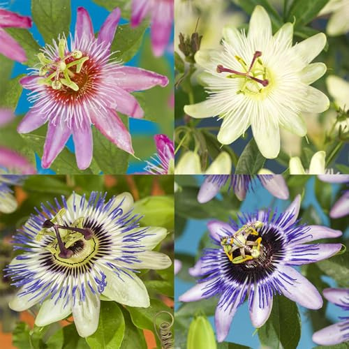 Passiflora Rainbow – Flor de la pasión – Rosa Blanco Lila Verde – Poco cuidado – 4 plantas – Maceta 11 cm Altura 40 cm
