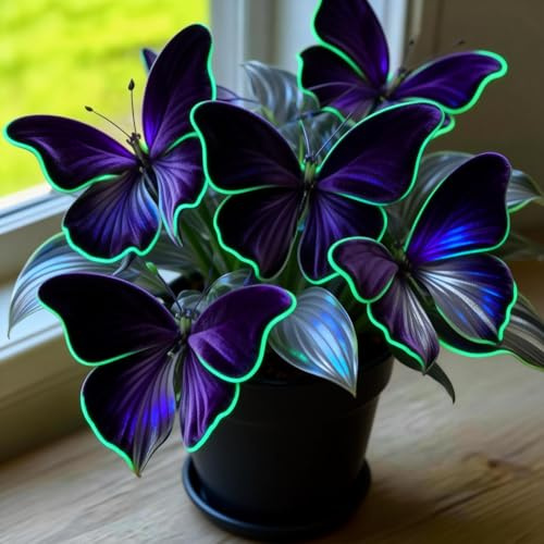 Kältefeste dauerhafte Ungewöhnliche Hosta,SchmetterlingHosta,Gartenkultur von Funkien, Blütenbildend, Optimale Gartenpflege, Einzigartige Hosta-4Rhizome-A
