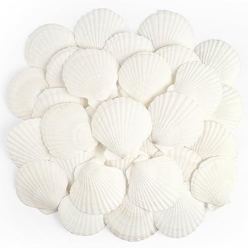 Jangostor 20 Piezas Conchas Naturales, 6cm - 8cm Blanco Conchas Marinas Naturales Conchas Grandes para Artesanías Bodas decoran Fiestas temáticas de Playa, peceras y Rellenos de jarrones