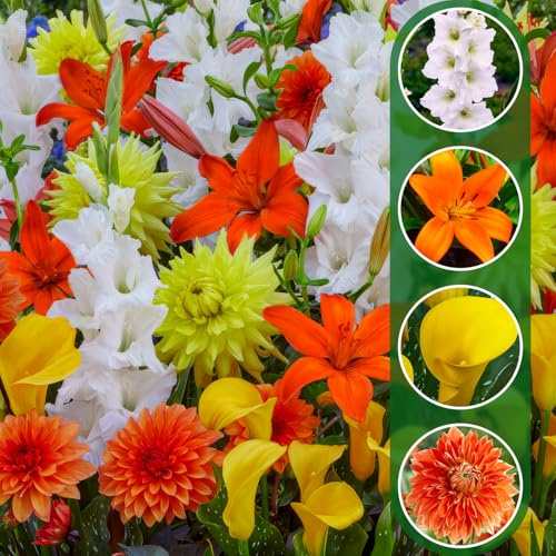 25 Fiori estivi Cipolle Golden Bloom Mix (25 bulbi) Gladioli, Gigli, Dalie, Calla | Miscela esclusiva di Olanda | Piante perenni per giardino, vasi (grandi tuberi)
