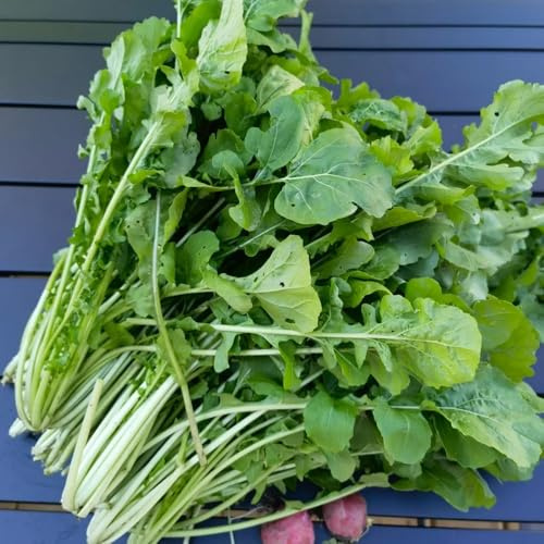 semi di rucola resistente - giardino decorative invernali rare 600pcs