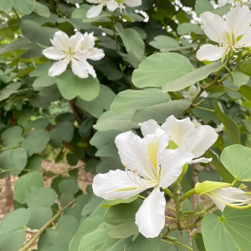 200 pcs Judasbaum Samen bonsai samen, luftreinigende zimmerpflanzen Chinesischer Redbud Baumsamen - stauden winterhart mehrjährig, bonsai baum balkonpflanzen winterhart sommerblumen