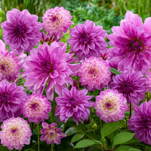 FLORIUM - Dalie tuberi viola Dream Collection (5 bulbi di fiori) | Miscela esclusiva di Olanda | 5 varietà e colori | Decorazione perenne per giardino, balcone (senza semi, non resistenti all'inverno)