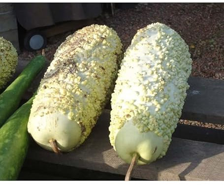 Sachet de graines de Courge Verruqueuse de l'Ile Maurice - 3 g - légume décoratif - LES GRAINES BOCQUET