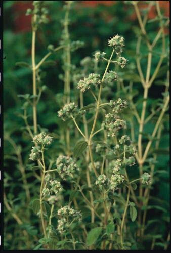 Approx 1500 Seeds of Herb Sweet Marjoram Seed Origanum