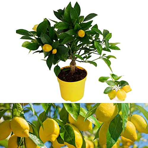 Carbeth Plants - Citrus Lemon Tree - Mini Lemon Tree Indoor Plant - Produces Fresh Lemons - Indoor Citrus Houseplant (Regular Packaging)