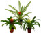 Mini-Guzmanien-Trio - Set mit 3 bunten Bromelien in 3 Farben - 5,5cm Topf