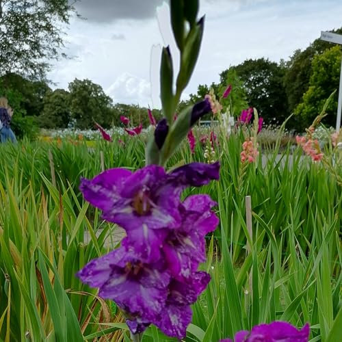 Gladiolenzwiebeln : Gladiolus - Gladiole  Hallowy ®  5 Blumenzwiebeln Gr.: 8/10