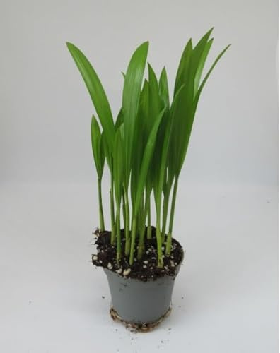 florari Dypsis lutescens/Goldfruchtpalme, Areca-Palme