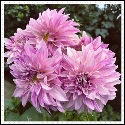 Dahlienzwiebeln, dahlien zwiebeln knollen winterharte mehrjährige Gartenpflanzen, gut in Töpfen wachsend, pflegeleicht, lange Blütezeit, Sommerblüher-2zwiebeln-E