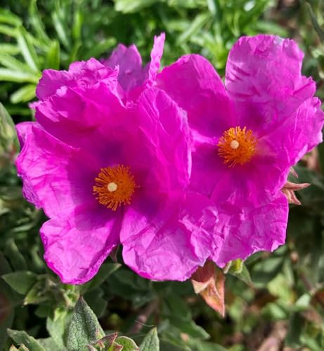 Carbeth Plants Cistus Sunset Rock Rose Plant 2 x 9cm Pots - Hardy Evergreen Shrub for UK Gardens - Vibrant Pink Mediterranean Style Plants - Ideal for Borders, Containers & Coastal Areas