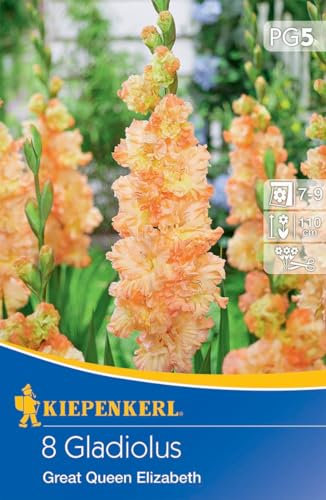 Kiepenkerl Gladiolen 'The Great Queen Elisabeth' - Großblumige Blumenzwiebeln, Mehrjährige Schnittblume, Schneckenresistent, Ideal für Pflanzenversand