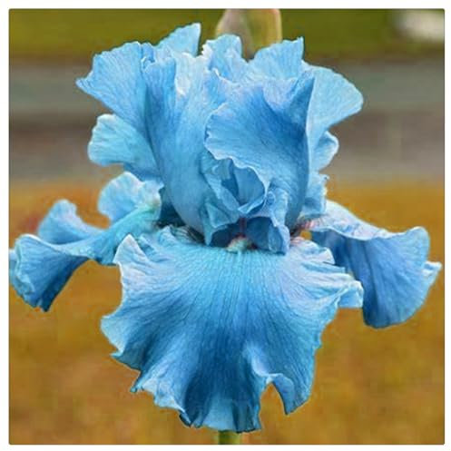 Iriszwiebeln,Schwertlilien Kaufen,SchmetterlingsföRmige,Winterhart Mehrjährig,Gartenpflanzen,Schwertlilien Winterhart Knolle-5zwiebeln-B