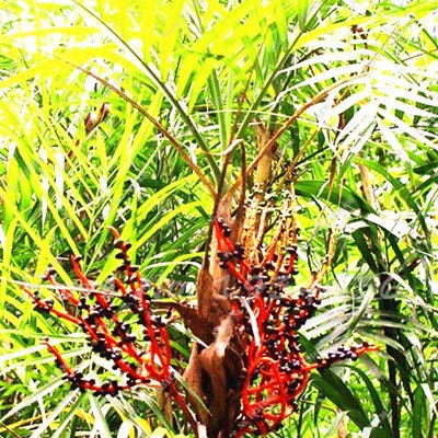 PlenTree 10 pcs/paquet, palmier dattier Phoenix dactylifera Arbre en es Bonsaï Sementes De Flores Jardinagem Em Casa: 11