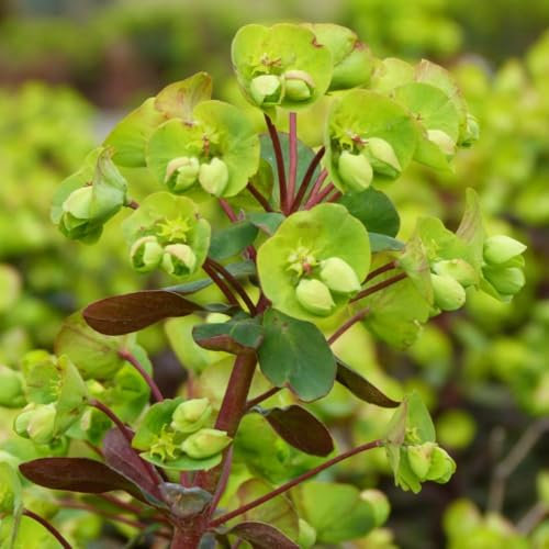 Bergenia cordifolia 'Winterglut' - Hardy Perennial with Red Autumn Foliage - Low Maintenance Garden Plant – 1x 1 Litre Potted Plant by Thompson & Morgan