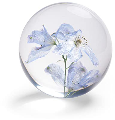 In Flore Bleu brevpress, pappersvikt i resin glas, med äkta ljusblå riddaresporre blomma, 8 cm, blå