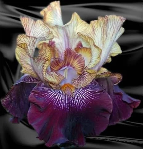 Iriszwiebeln,Winterhart Mehrjährig,Gartenpflanzen,Schwertlilien Kaufen,SchmetterlingsföRmige,Schwertlilien Winterhart Knolle-5zwiebeln-A