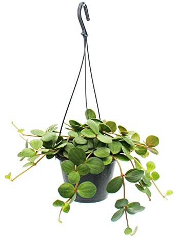 Zimmerpflanze zum Hängen - Peperomia tetraphylla - hängender Zwergpfeffer - 14cm Ampel