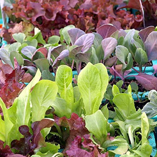 Welldales 100 Gourmet Mixed Lettuce Seeds 6 Varieties Loose Leaf Salad Collection Mix UK