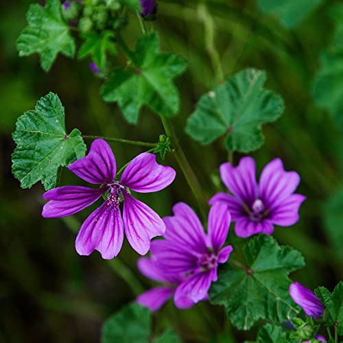500 piezas semillas malva - de balcón resistentes semillas verano, de del balcón exóticas