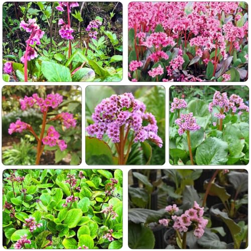 semi bergenia cordifolia - riverdimento tetti balcone giardino balcone del suolo 120pcs
