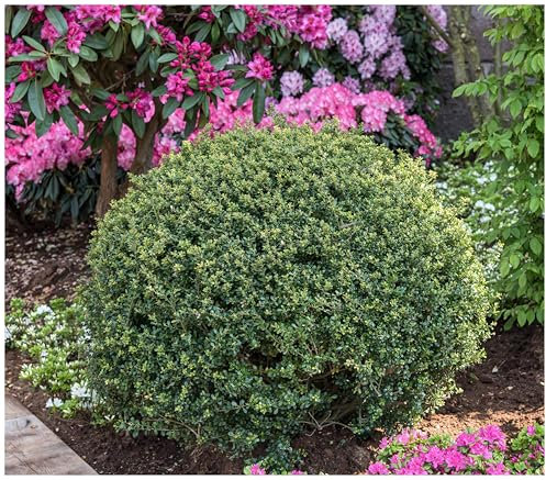 10 x Ilex crenata 'Stokes' Kugel 25-35 cm (Buchsbaum Ersatz/Immergrün/Winterhart/Mehrjährig) Niedriger Berg Ilex - Zeitlose Schönheit für Ihren Garten - von Stauden Gänge