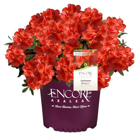 Encore Azalea Autumn Bravo Shrub, 1 Gal, Blazing Red
