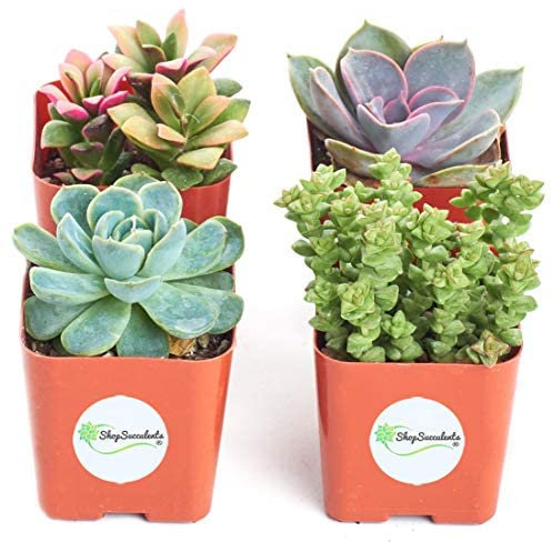 Mix de Cuatro Suculentas Naturales Mini Plantas Crassas Ideales para Decorar el Hogar