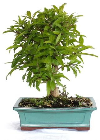 KENTIS - Bonsai di Melograno Giapponese - Punica Granatum - Piante Vere da Frutto da Esterno - Giardino Terrazzo - H 30-40 cm Vaso in Ceramica 25 cm