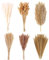 123 PCS Decorazione di Erba di Pampas Essiccata, Fiori Secchi Decorativi per Vaso, Fiori Essiccati di Bunny Tails, Erba di Pampa Essiccata Naturale per Matrimoni, Feste, Decorazioni Boho