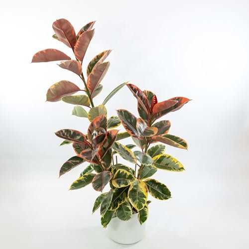 Ficus elastica Belize