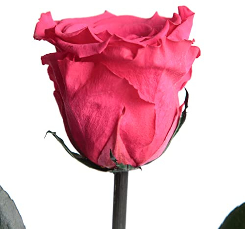 Rosa eterna rosa magenta con stelo - vera rosa fucsia 30-35 cm di lunghezza - rosa conservata duratura 3 anni per vaso da fiori, tavolo, decorazione moderna per la casa - Migliori regali per amiche