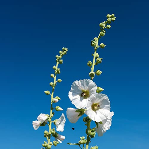 Stockrosen Samen Bio - Althaea Rosea - Wildblumen Balkonblumen, Blumen Pflanzen Kletterpflanzen Winterhart, Blumen Samen Mehrjährige Balkon Beet - 100 Stück