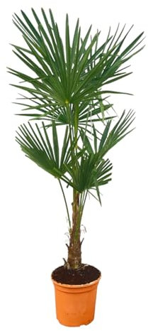 Trendyplants - Trachycarpus Fortuneii - Höhe 140-160 cm - Winterhart - Chinesische Fächerpalme - Gartenpflanze - Topfgröße Ø27cm