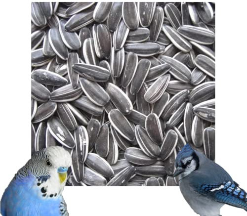 Pulla Premium Striped Sunflower Seeds High Oils & Vitamins Parakeet Wild Garden Bird Parrot Seed (2kg)