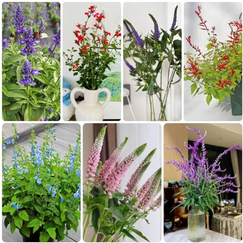 salvia comprare semi, giardino roccioso da giardino resistenti di salvia di selvatici perenni resistenti, 1000pcs