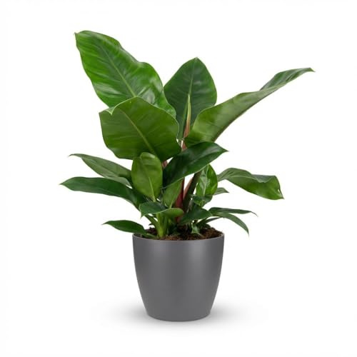 Philodendron - Philodendron Imperial Green - Grön - Låg skötsel - med Potter Grey - 55-65cm - Ø19cm - Krukväxt - Vintergrön