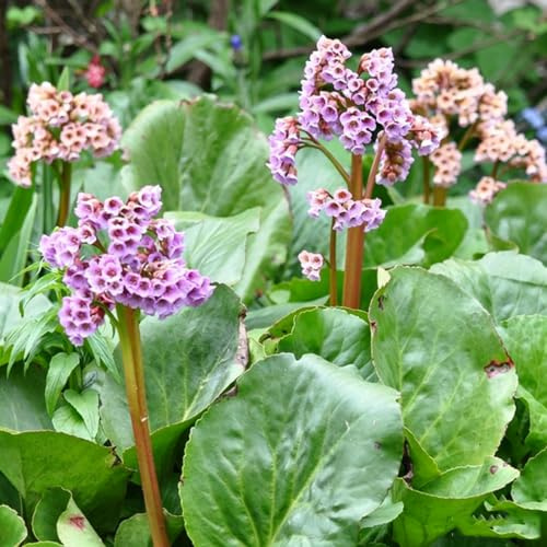 Bergenia Jardín de cultivo interior purificadoras aire raros 100semillas