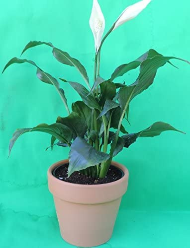 Jmbamboo - Gardens Peace Lily Plant in 4 Clay Pot