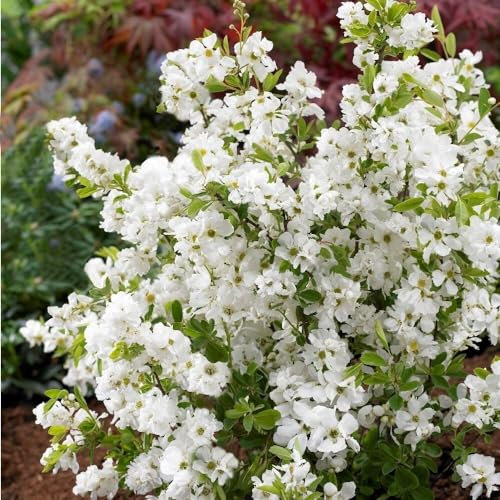 Plant Theory Niagara Pearl Bush Exochorda x Macrantha Shrub Plant 2L Pot