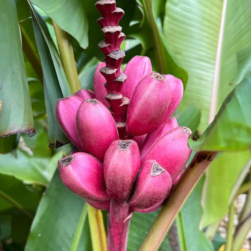 100 semillas de plátano rosa