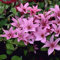 Clematis zwiebeln,Winterhart Mehrjährig,farbenfroh,hat eine lange Blütezeit und ist pflegeleicht,ideale Gartenpflanzen,Balkonpflanzen und Topfpflanzen,clematis große blüten.-6zwiebeln
