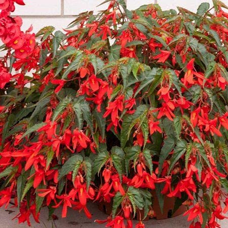 Semi di Fiori Sunset Begonia